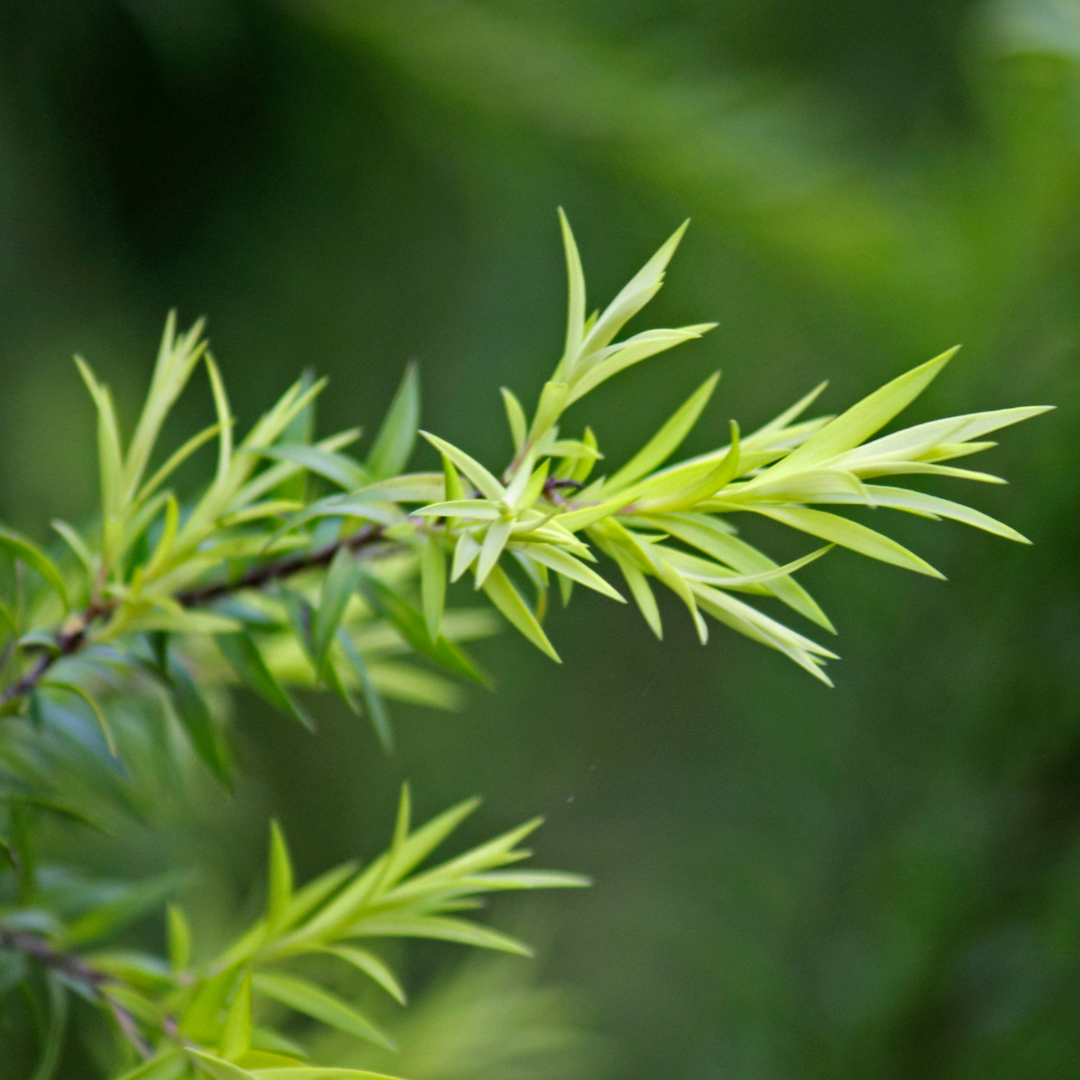 tea tree leaves