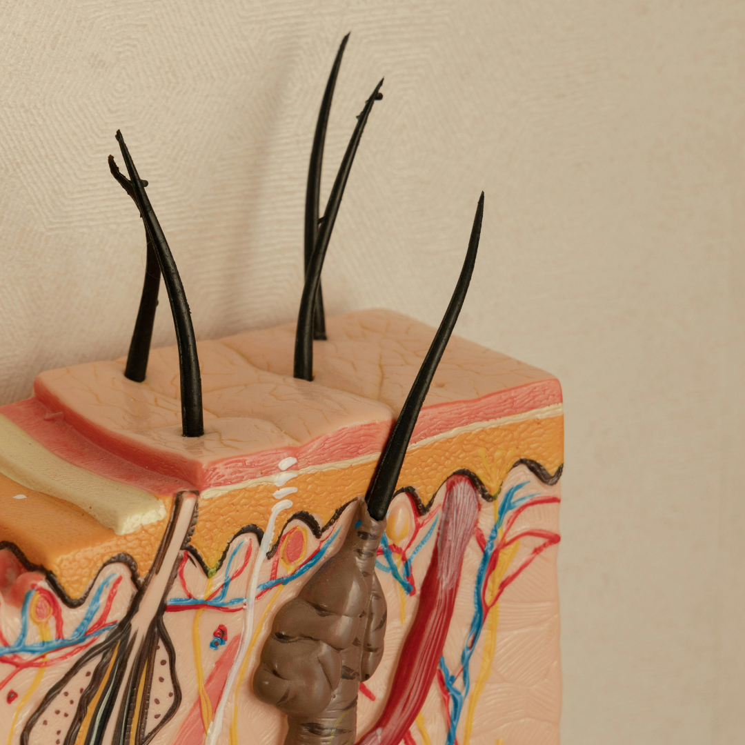 three dimensional skin model