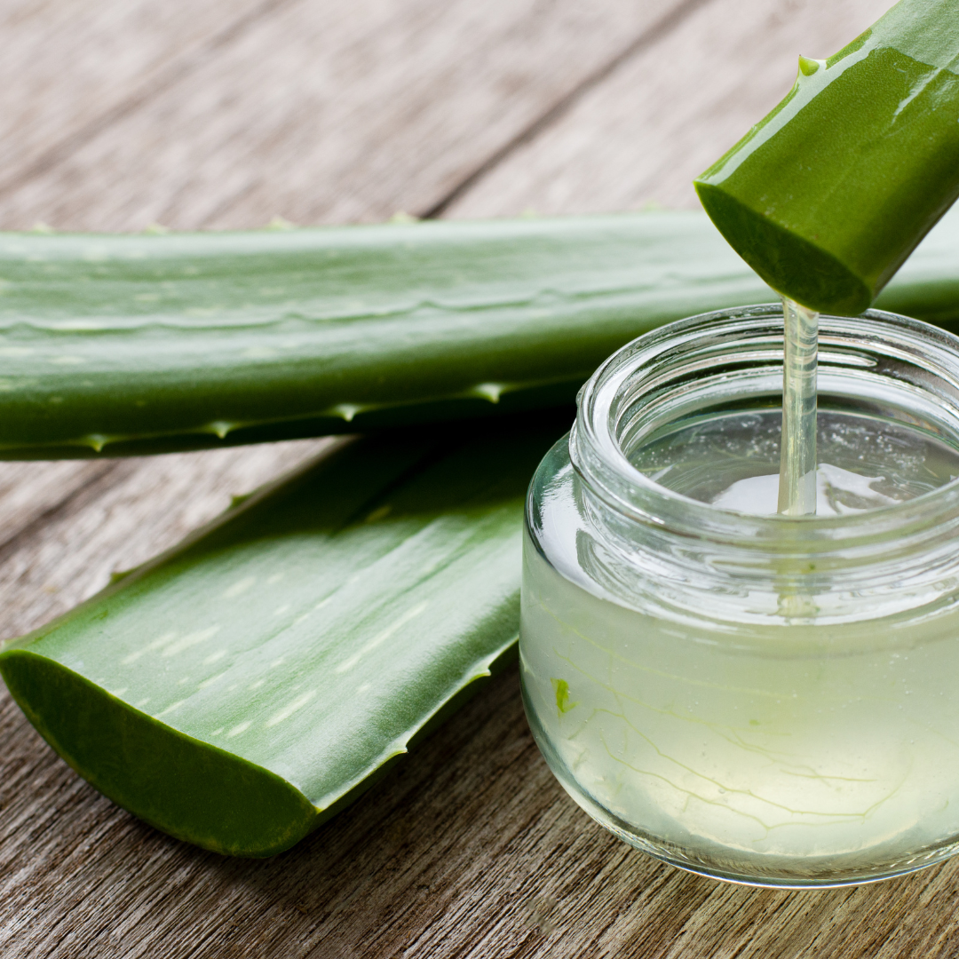 aloe vera leaves and a jar with aloe vera gel